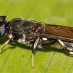 Meet Your Backyard Munching Machine