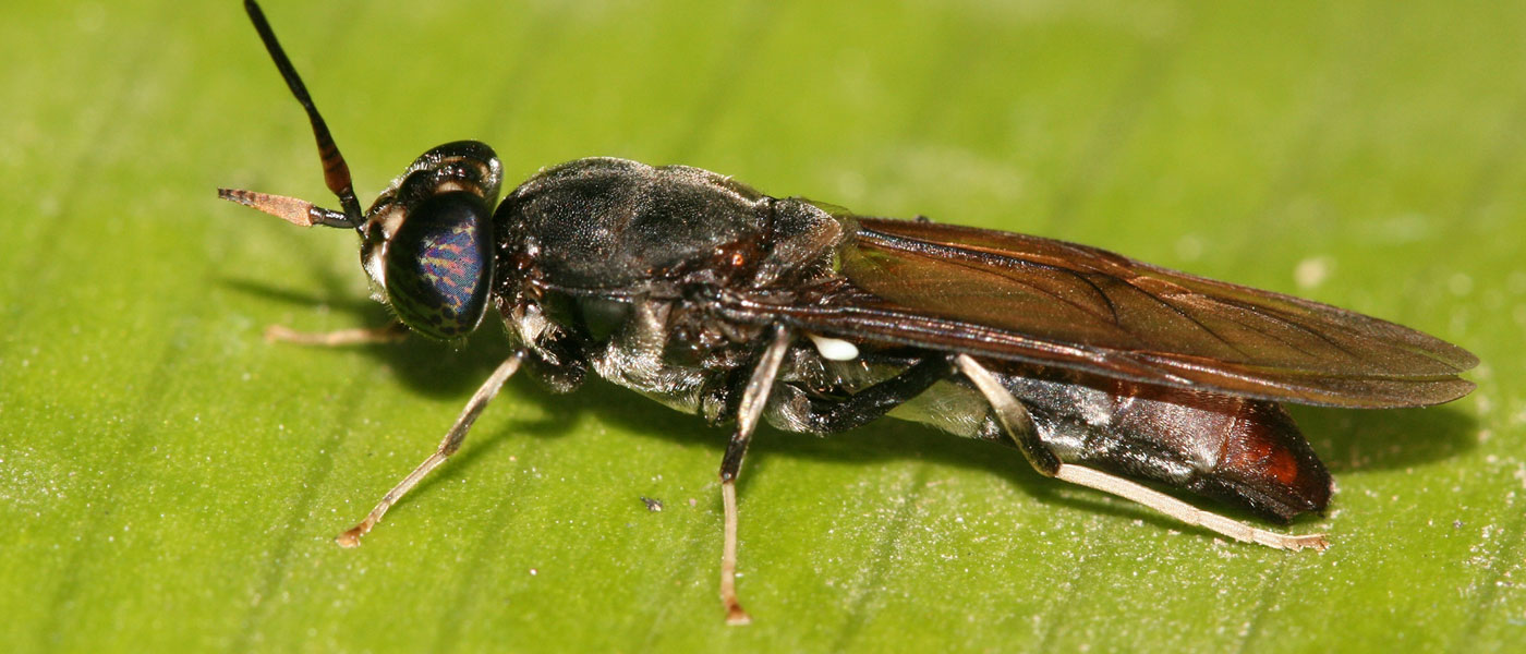 Meet Your Backyard Munching Machine