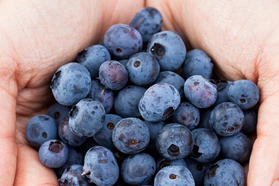 Super food growing to super sizes