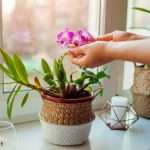 Orchids: Nature’s elegant masterpieces for your home and garden