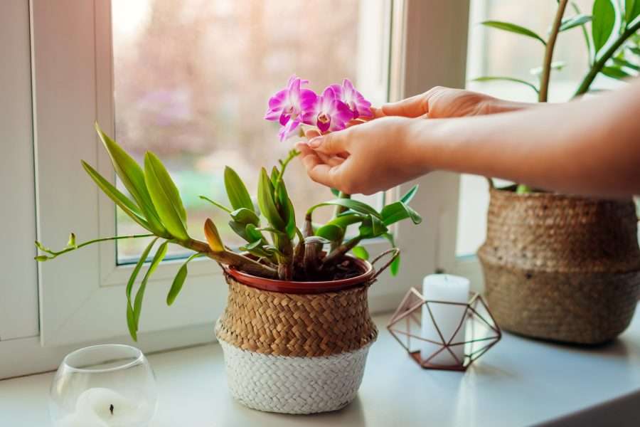 Orchids: Nature’s elegant masterpieces for your home and garden