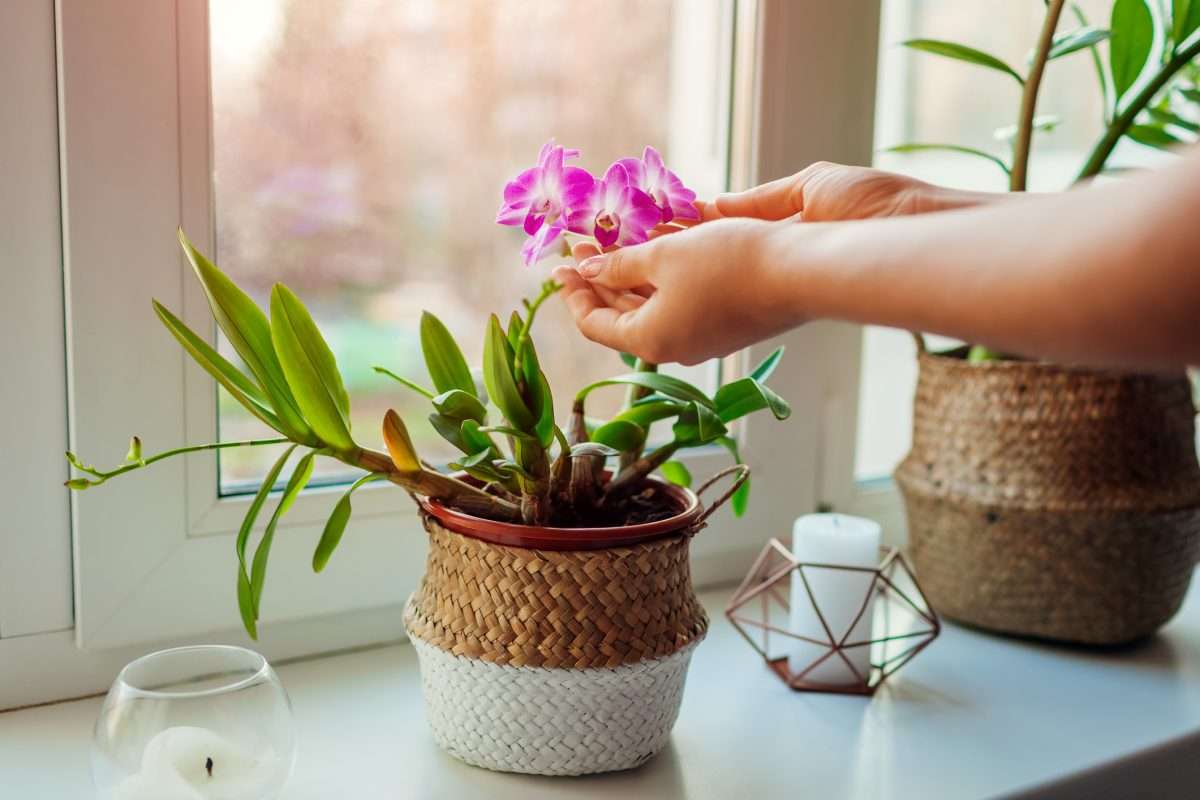 Orchids: Nature’s elegant masterpieces for your home and garden