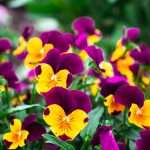 Winter Bloomers: Colourful Flowers to Brighten Chilly Days