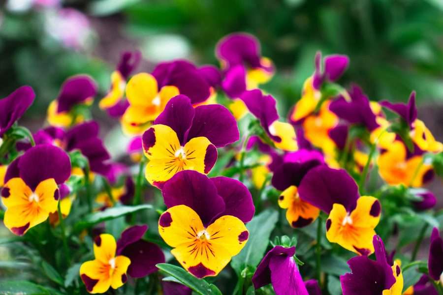 Winter Bloomers: Colourful Flowers to Brighten Chilly Days