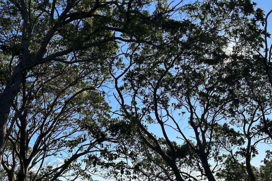 Vans, Sands and Island Plans: Roll Into Minjerribah Magic