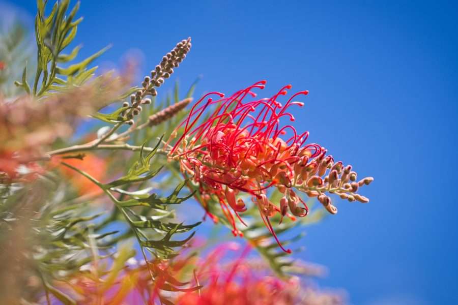 Pull on your gloves and begin digging in the dirt – you’ll love the payoff! 