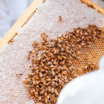 Bee Informed