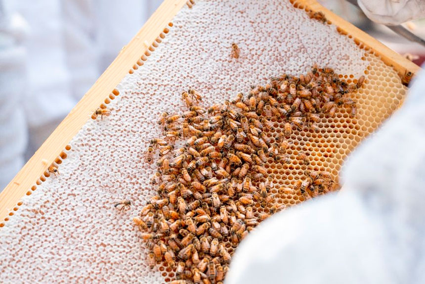 Bee Informed