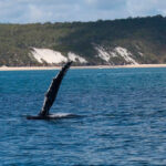Having a Whale of a time