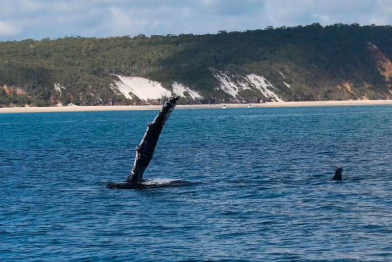 Why Hervey Bay Is a Prime Spot for Humpback Whale Watching