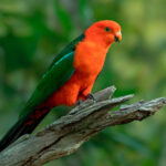 Bird is the Word