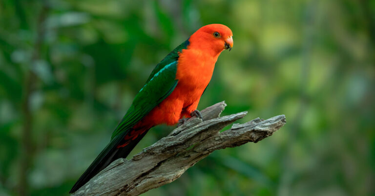 Birdwatching Boom Puts Scenic Rim Wildlife in Focus