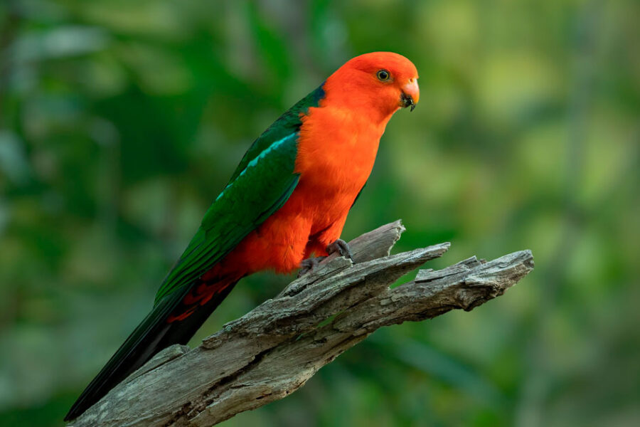 Bird is the Word
