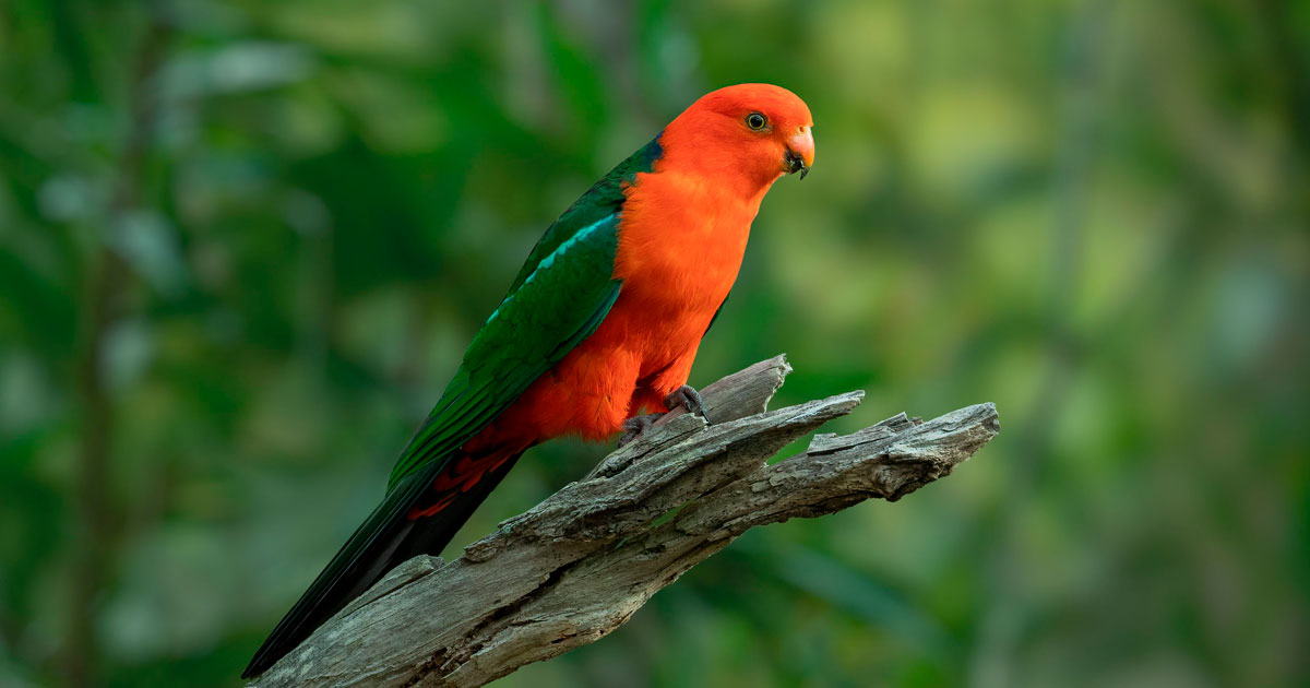 Bird is the Word
